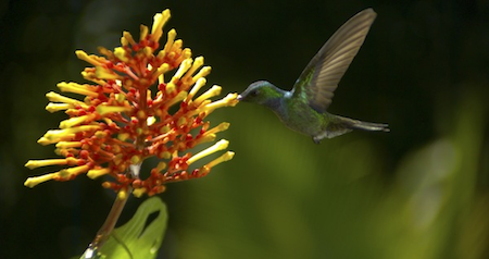 Celebrate Earth Day With Disneynature’s, Wings of Life + Free Educational Downloads For Kids!
